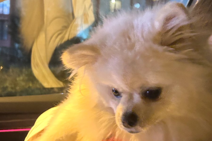2 yaşında dişi ayı surat pomeranian 1