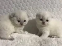 Scottish fold cinsi yavru kedi satıyorum 7000-10000tl
