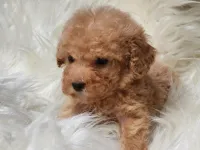 Teacup apricot poodle yavru