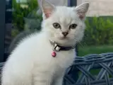 2 Aylık british Shorthair erkek