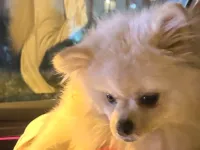 2 yaşında dişi ayı surat pomeranian