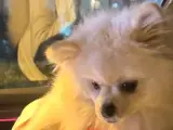 2 yaşında dişi ayı surat pomeranian