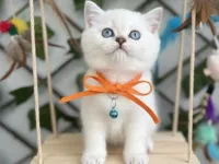 İÇİNİZİ ISITACAK YAVRUMUZ GELDİ BRİTİSH BEBE