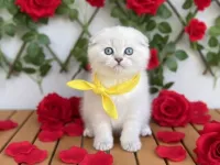 AYICIK SURAT ERKEK PAMUK YAVRUMUZ