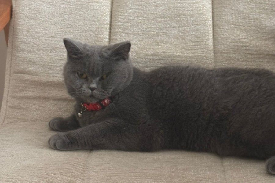 British shorthair 2