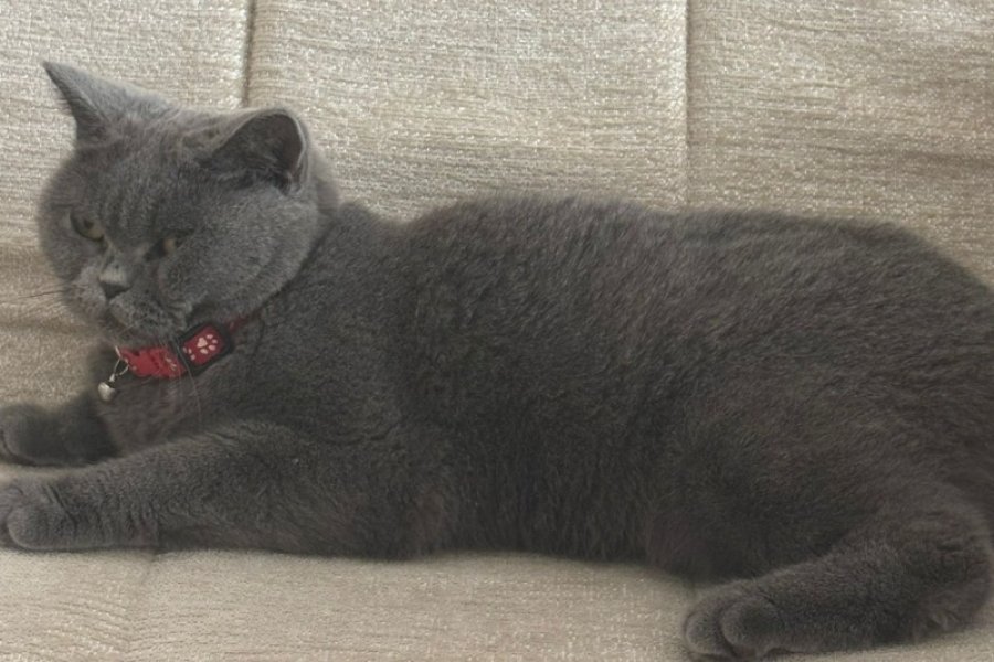 British shorthair 1