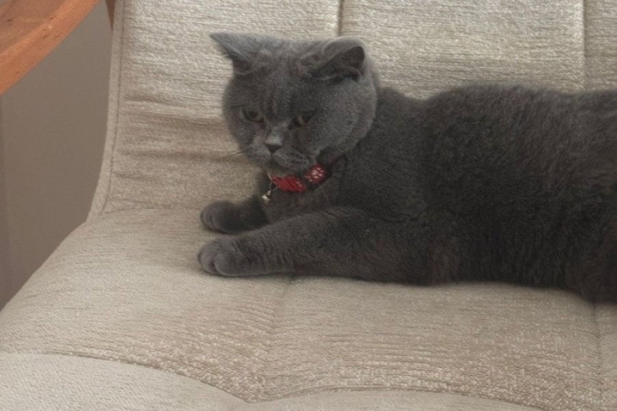 British shorthair 3