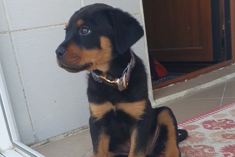 2 aylık rottweiler 2