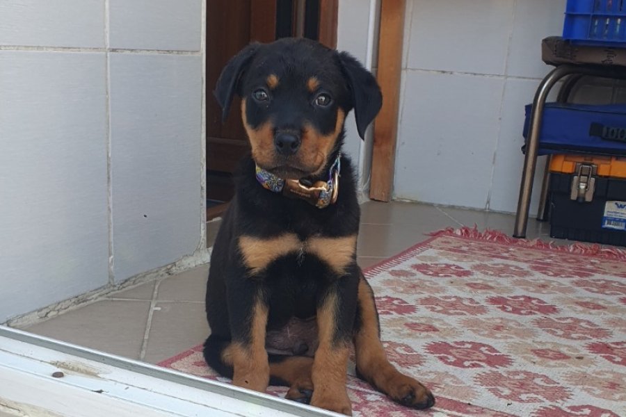 2 aylık rottweiler 1