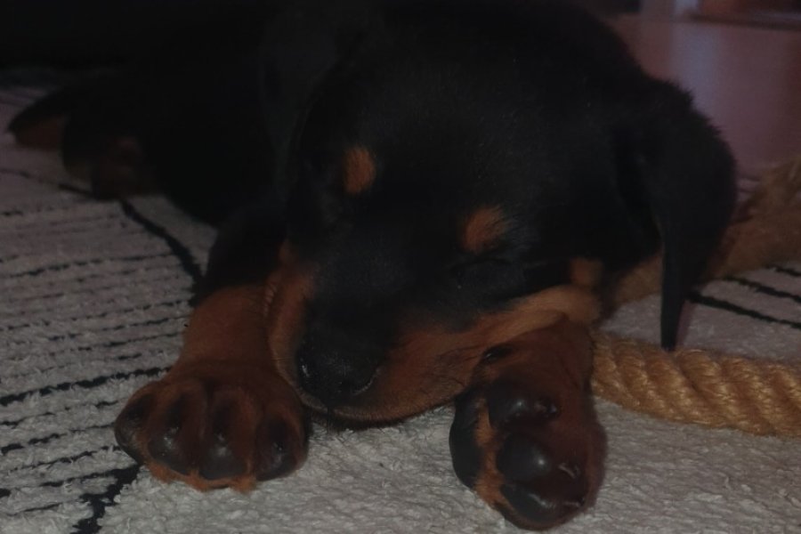2 aylık rottweiler 3