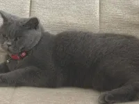British shorthair