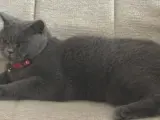 British shorthair