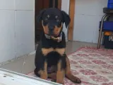 2 aylık rottweiler