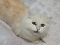 Sevimli Scottish Fold Yavrumuza Yuva Arıyoruz