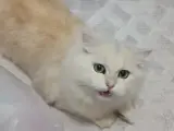 Sevimli Scottish Fold Yavrumuza Yuva Arıyoruz
