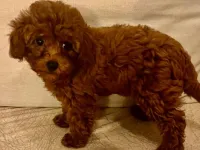 Toy poodle