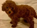 Toy poodle