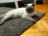 British Shorthair Sahiplendirme