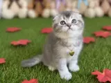 SEVİMLİ PATİMİZ ŞANSLI SAHİBİNİ BEKLİYOR ERKEK SCOTTİSH