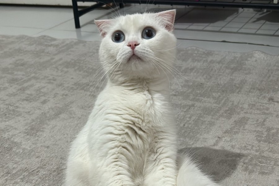 Pamuk kızımıza yuva arıyoruz 2