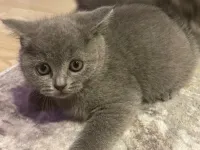 Sevimli British Shorthair Prensesimiz
