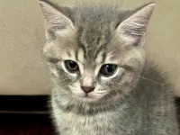 Safkan tatlı kedi