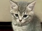 Safkan tatlı kedi