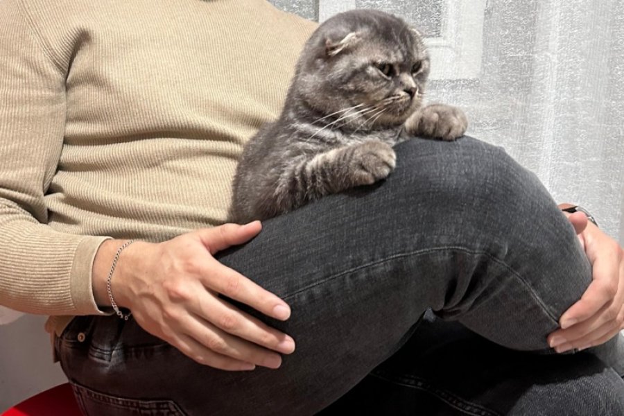 Scottish Fold Kedimiz Yuva Arıyor Ücretsiz 3