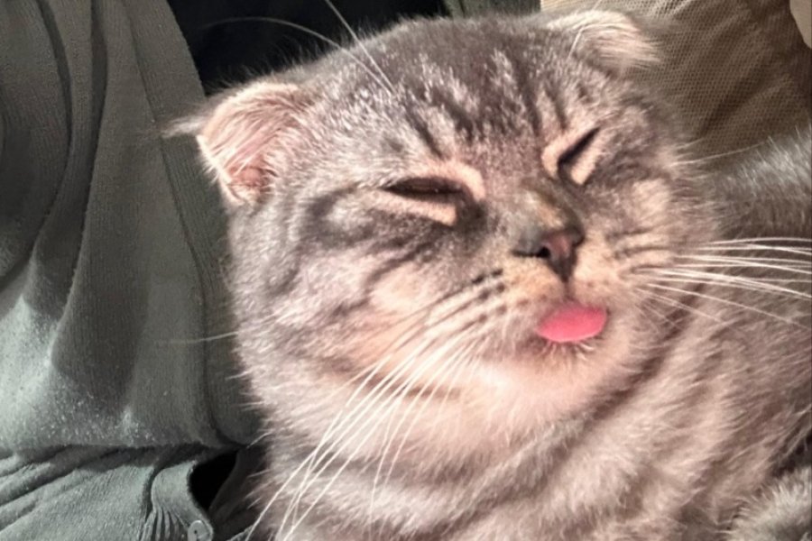 Scottish Fold Kedimiz Yuva Arıyor Ücretsiz 2