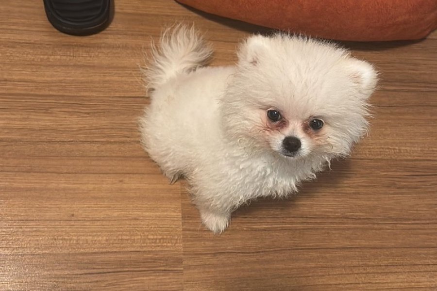 6 Aylık Pomeranian 2