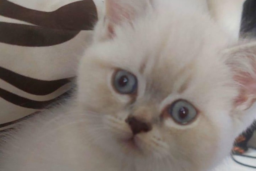 Tatlı british shorthair 3