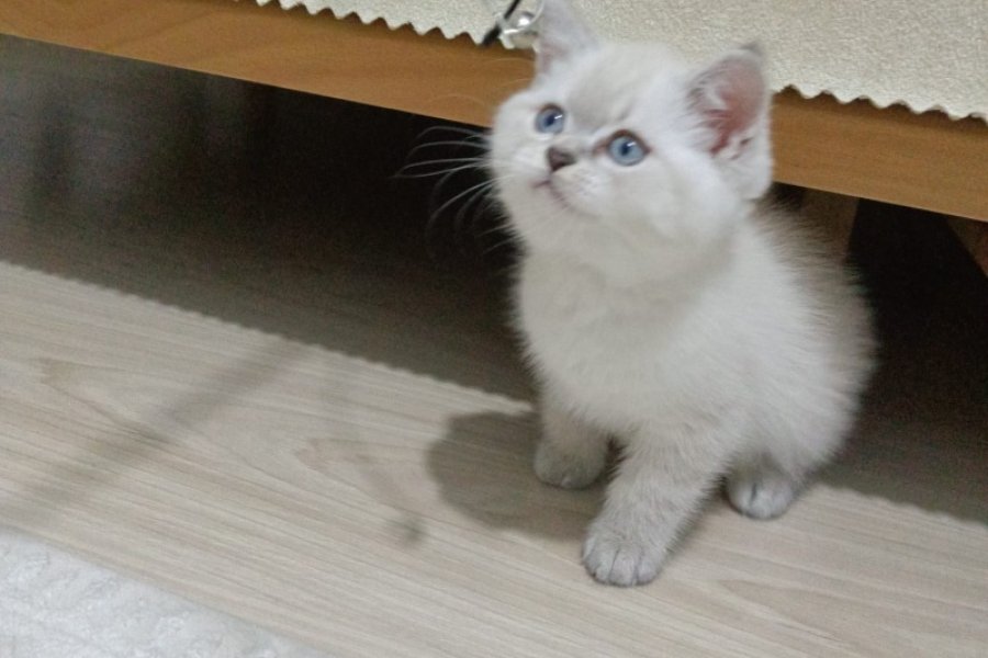 Tatlı british shorthair 2