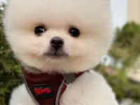 6 Aylık Pomeranian