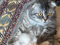 Scottish Fold Kedimiz Yuva Arıyor Ücretsiz