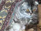 Scottish Fold Kedimiz Yuva Arıyor Ücretsiz
