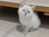 Tatlı british shorthair