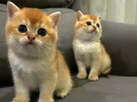 Orjinal Şecere belgeli anne ve babanın yavruları !!!