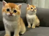Orjinal Şecere belgeli anne ve babanın yavruları !!!