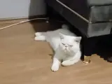 Biraz Tombişim  ama ben çok tatlıyıımm !