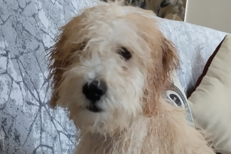 Maltipoo 2
