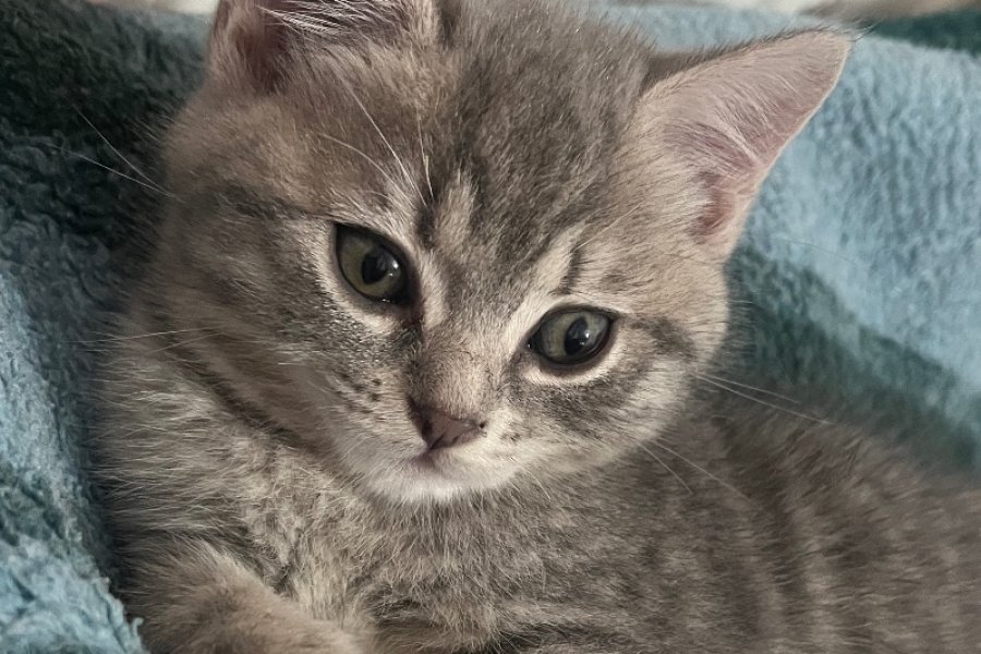 Safkan tatlı kedi 2