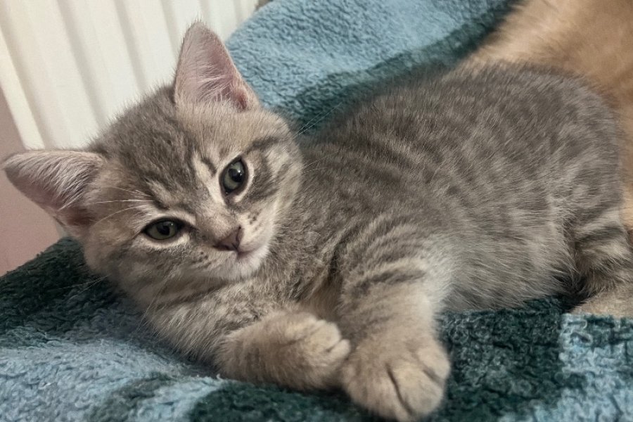 Safkan tatlı kedi 3