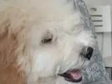 Maltipoo