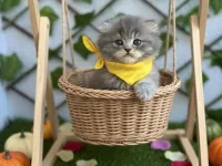 6000₺ ERKEK SCOTTİSH POFUDUK BEBEĞİM