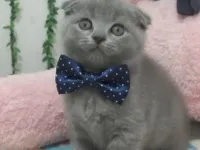 SEVGİ DELİSİ TOSPİĞİM TESLİME HAZIR
