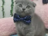 SEVGİ DELİSİ TOSPİĞİM TESLİME HAZIR