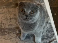 Sevecen Scottish Fold Yavrumuz