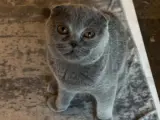 Sevecen Scottish Fold Yavrumuz
