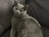 Yavru British Shorthair