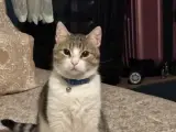 Sevecen ve Sakin Melez Kedimize Yeni Yuva Arıyoruz